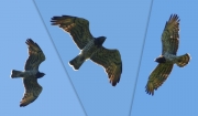 27.08 G16 : despite the similar colouration, this female has the more bulky body than A11, also, apparently larger sizes, and exhibits totally different moulting of wings