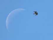 27.08 B11 : the male has brought a snake and is slowly flying over the breeding site in search of the juvenile, which has flown away somewhere in the afternoon