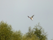 04.09 B11 : the same male is swooping down on prey near the Desna River; he is fully ready to grip a snake