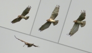 04.09 B11 : it was a Grass Snake; circling over the river, the male Short-toed Eagle took the snake in the claws, then in the beak and repeat; finally, he disappeared with the half swallowed snake in the direction of the breeding site, where the juvenile was still waiting for food