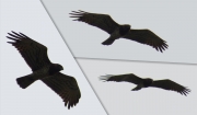 04.09 A11 : his mate, after watching his successful hunt from a distance, immediately has moved to the same area near the river and has continued hunting there; among other features, she has a specific body type, drop-shaped, Peregrine-like