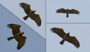 04.09 A11 : in these light conditions she looks brown; typically for this period, both the partners actively fly and hunt over their foraging areas continuing to feed the juvenile and preparing for the journey to Africa; the seasonal moulting is already near completion