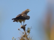 07.05 A16 : this Short-toed Eagle male has taken the aggressive posture at his perch early in the morning; perhaps, he is seeing old local male D11
