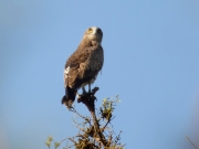 07.05 A16 : one facial expression