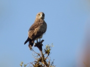 07.05 A16 : another facial expression