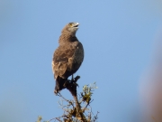 07.05 A16 : this is not a cry; he is going to drop a pellet