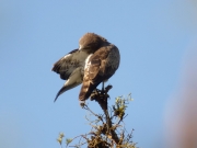 07.05 A16 : what's a bird without morning toilette?