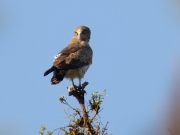 07.05 A16 : a look at the ground, a small Grass Snake was there