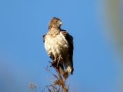 04.06 A16 : the same male at the same roost in the morning again, just a month later; this high pine with the dead top is located at a distance of about 450 m from their nesting tree