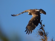 04.06 A16 : let's go to hunt!