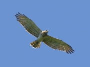 28.06 B11 : old male Short-toed Eagle in flight at his breeding site