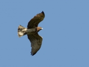 07.05 A13 : this old and big female is one of the most unsuccessful breeding Short-toed Eagles