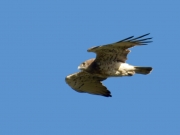 04.06 A16: the male is aiming at a high pine to perch on