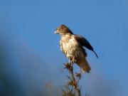 04.06 A16: his bellicose posture addresses to a Red-backed Shrike