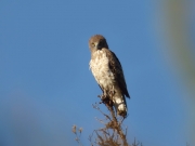 04.06 A16: morning meditation at a perch...