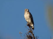 04.06 A16: this roost was also used by his mate, the female A13