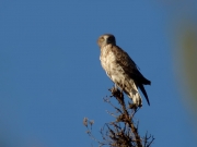 04.06 A16: the typical contour of a roosting Short-toed Eagle