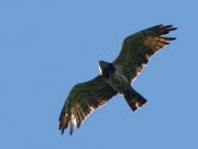 28.06 A17: this female is new and has replaced the old A11 in the pair; she is flying over the same breeding site which was successfully used by her precursor in 2016