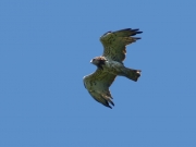 28.06 A17: some features of her plumage indicates her relatively young age