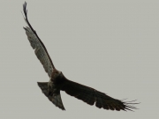 23.07 A17:  she has a pretty recognizable face