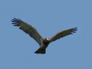 03.09 A17: his mate still takes her part in feeding and regularly visits the nesting site