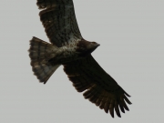 23.07 A17: relatively thin dark bars of her primaries, is this an individual or age-related feature?