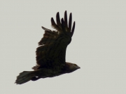 23.07 A17: the 4th primary looks like one of the longest, although it is just unusually turned out