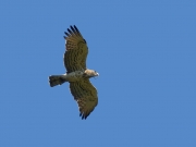 30.07 A16: that Short-toed Eagle male is an active hunter as well