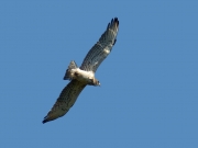 30.07 A16: he is slowly approaching to the nesting tree, never hurrying