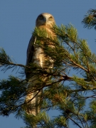 17.08 B17: a fledgling of K11 and L11, perching not far from the nest in the evening