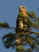 17.08 B17: the young bird is yet not flying well