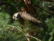 20.08 C17: this fledgling of Short-toed Eagles B11 and A17 is flying even worse, it prefers to be on the ground at the nesting site