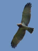 03.09 C17: this young Short-toed Eagle fast learns to fly as well