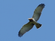 03.09 C17: it will be at the territory of the pair till the end of September together with its father B11