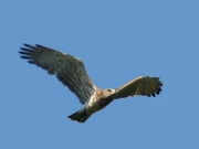 03.09 B11: more "strict style" of his plumage indicates old Short-toed Eagle
