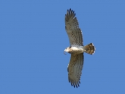 07.04.18 B11m : the first observation of Short-toed Eagles in Northern Ukraine; the old male with a caught viper over his breeding site; they arrived after wintering about 7-10 days later than usually