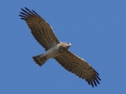 09.04.18 K11m : this male is at his site as well; all feathers are at their places; the moulting has not started yet