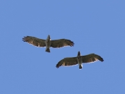 22.04.18 A13f & A18 : the old female (on right) over her breeding site in conflict flight with a young Short-toed Eagle, judging by its constitution,  female too
