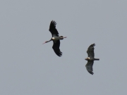 08.07.18 A17f : the female, which replaced an old one in the pair a year ago,  chases off a Black Stork at her breeding territory