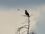 15.07.18 C18f : this female Short-toed Eagle roosting not far from her nest is attacked by a Red-backed Shrike
