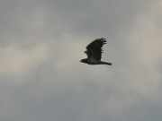 15.07.18 C18f : in flight against the evening sky after giving prey to her chick