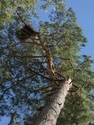15.07.18 : the quite big nest of Short-toed Eagles discovered this year at the top of a curved pine among marsh