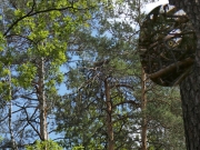 20.07.18 C18 : the chick's eye in the nest of a new pair at the western border of Kiev Region