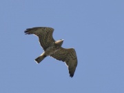 03.09.18 D18 : probably its father, dark and spotty, after feeding the juvenile already outside the nest