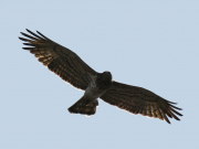 24.08.18 A13f : his mate, the old Short-toed Eagle female has only the second fledgling for 10 years of our observations