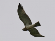 09.09.18 E18 : this juvenile has grown up in close neighbourhood of nests of Greater-Spotted Eagles and Black Storks