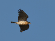23.09.18 F18 : this juvenile, offspring of A13f and probably female, is flying at the breeding site before close departure to Africa