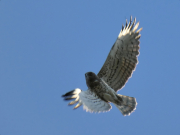 22.04.18 A13f : morning maneuvers above the breeding site