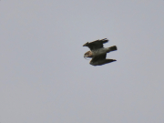 09.09.18 G18m : the partner of F18f, the male carries a snake down to the nest