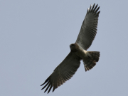 09.09.18 E18 : this young Short-toed Eagle are circling over the forest not far from the nest where its parents are still bringing snakes